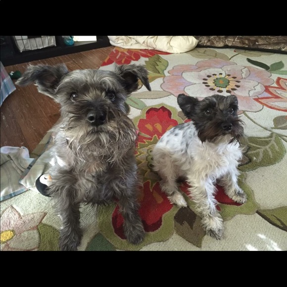 Meet your Posher, Terri - Picture 4 of 12